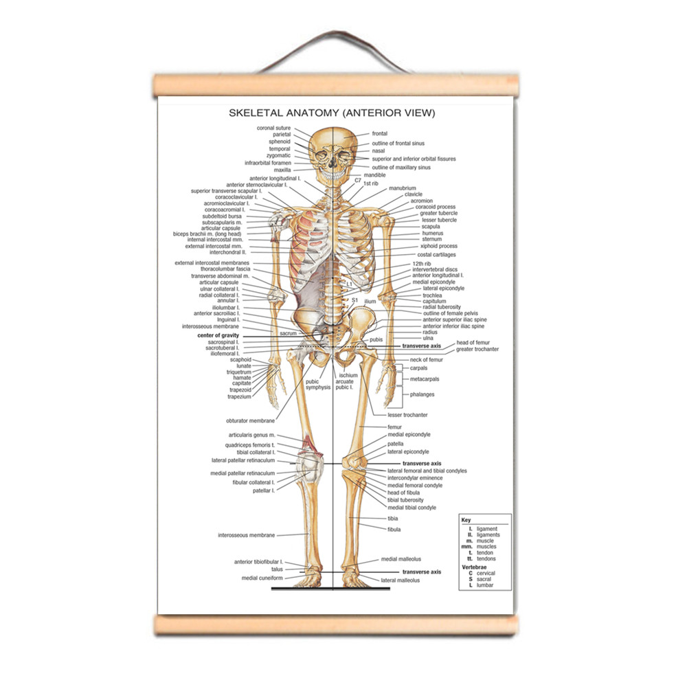 Badminton Poster - Human SKELETAL ANATOMY Posters Prints Wall