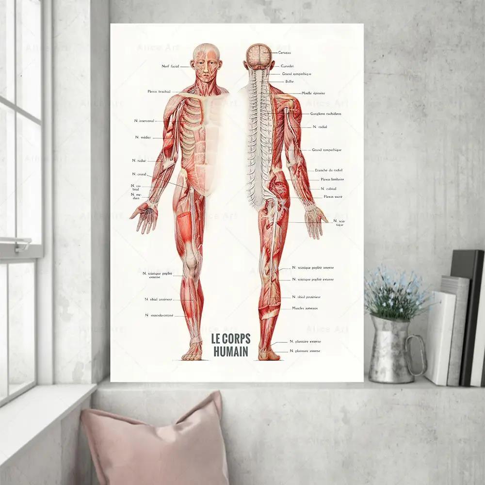 Badminton Poster - Human Muscle Bodybuilding Anatomy Canvas Poster