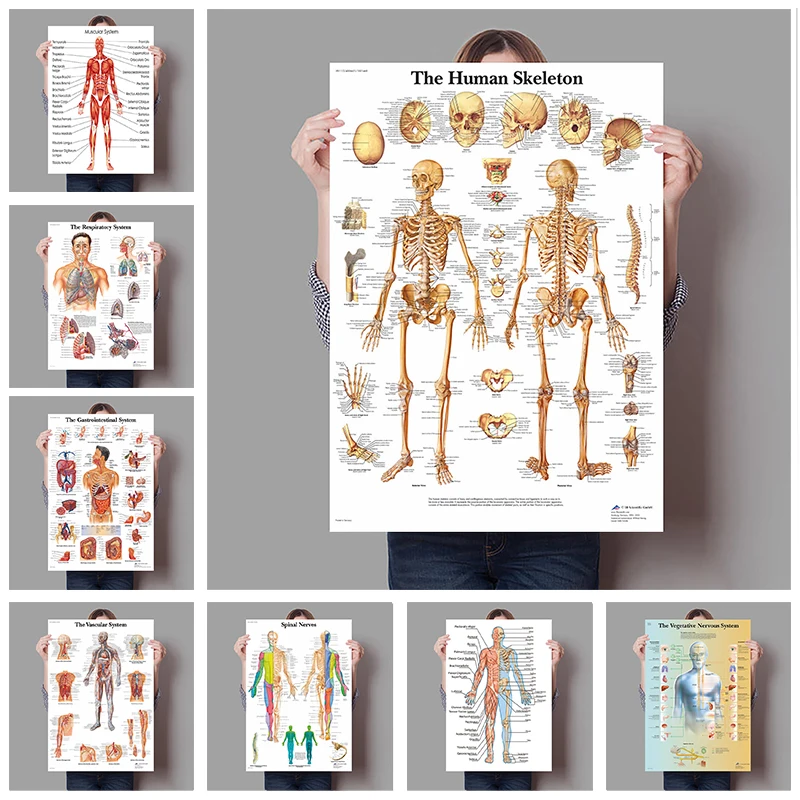 Human Organs Brain Liver Heart - Badminton Poster recension och pris