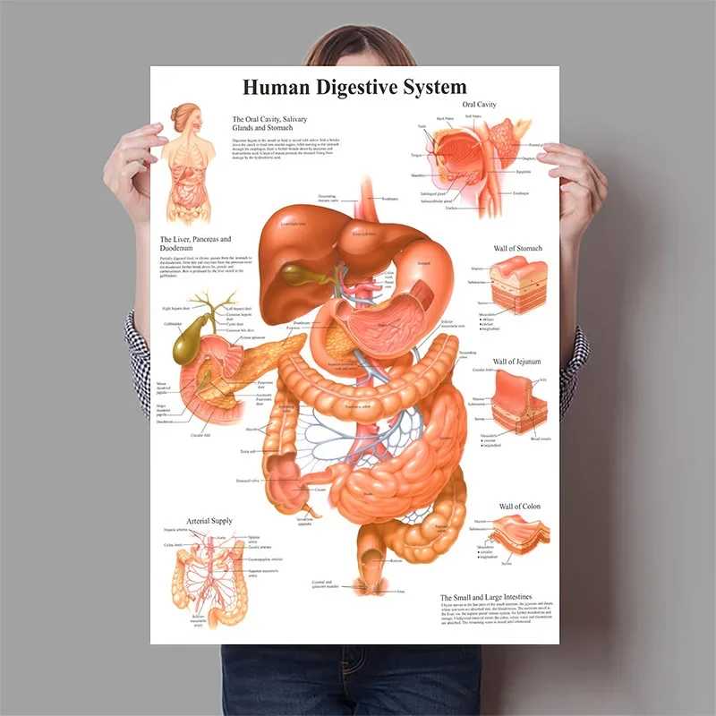 Human Organs Brain Liver Heart - Badminton Poster recension och pris