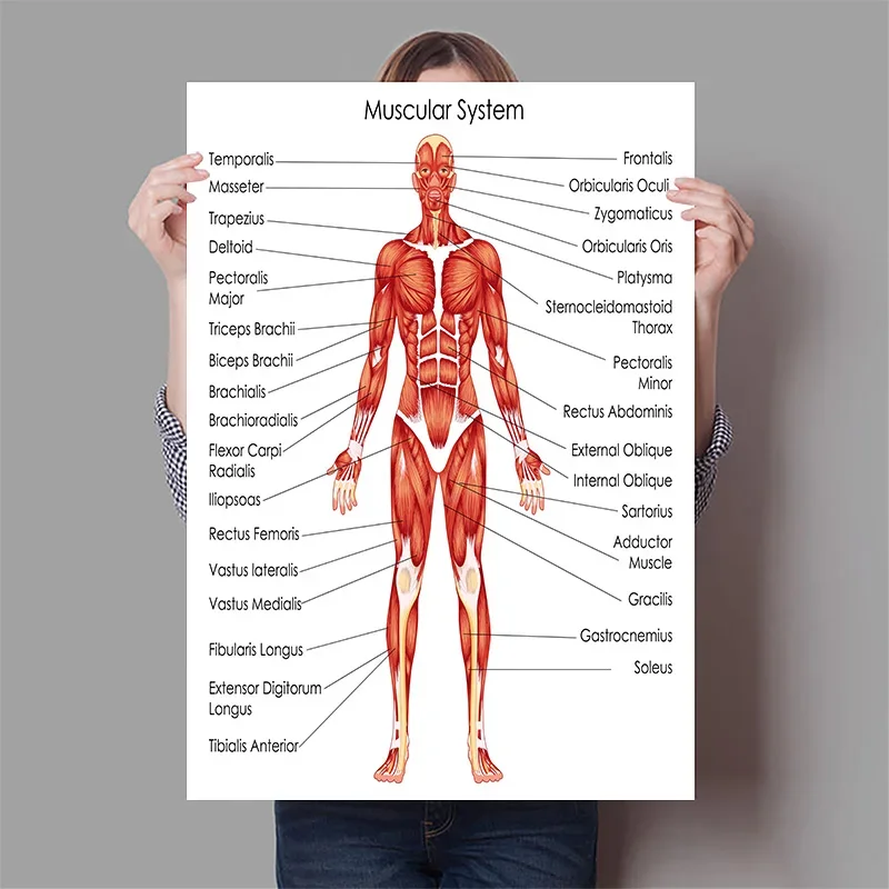 Human Organs Brain Liver Heart - Badminton Poster recension och pris