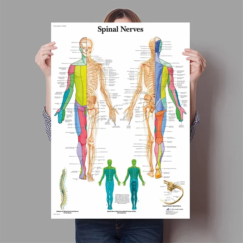 Human Organs Brain Liver Heart - Badminton Poster recension och pris