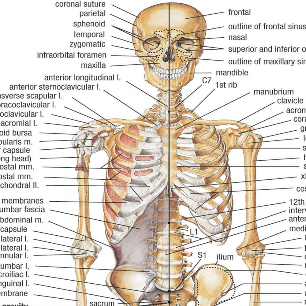 Human SKELETAL ANATOMY Posters - Badminton Poster recension och pris