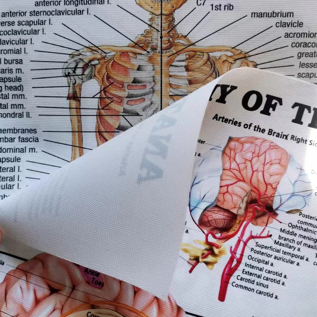 Human SKELETAL ANATOMY Posters - Badminton Poster recension och pris