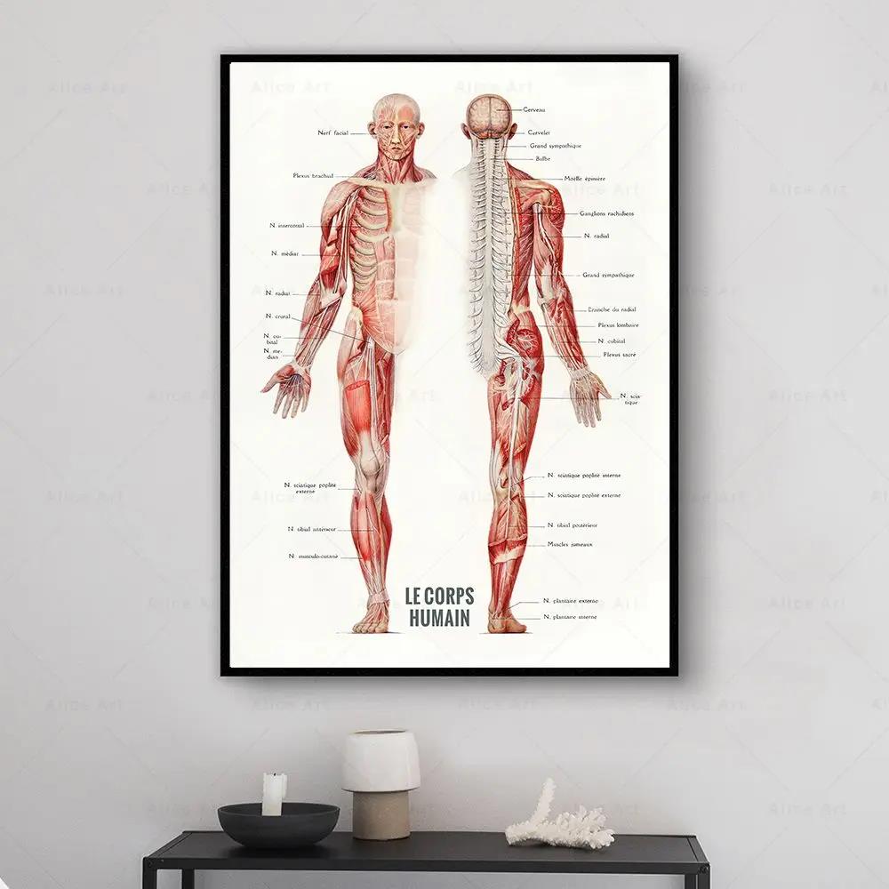 Human Muscle Bodybuilding Anat - Badminton Poster recension och pris