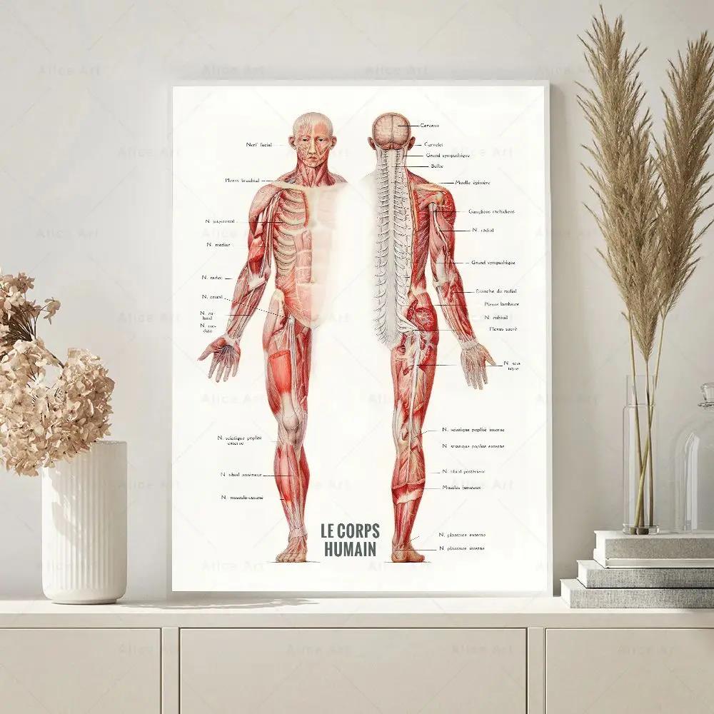 Human Muscle Bodybuilding Anat - Badminton Poster recension och pris