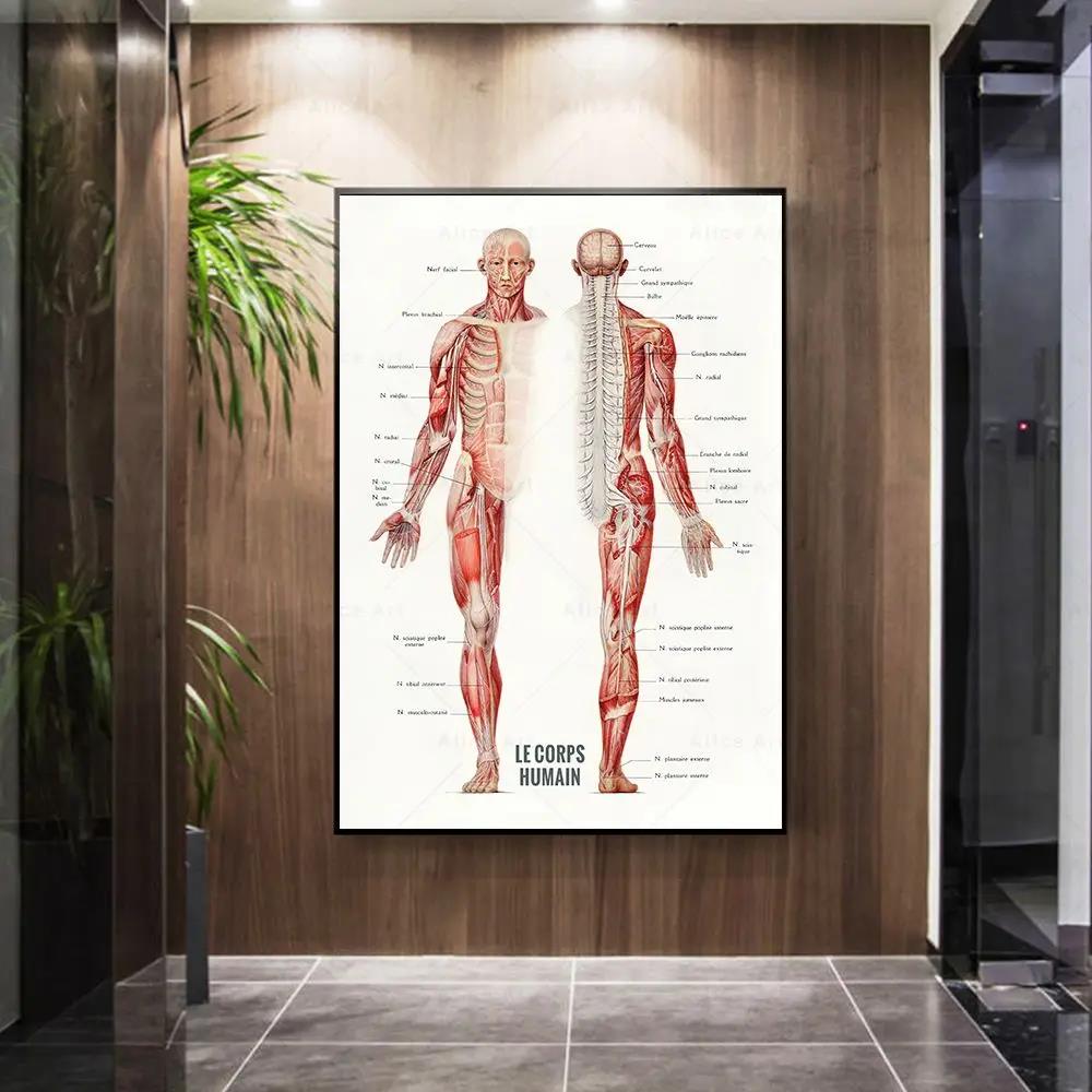 Human Muscle Bodybuilding Anat - Badminton Poster recension och pris